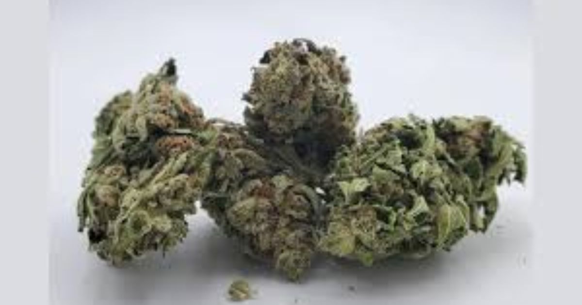 candyland strain