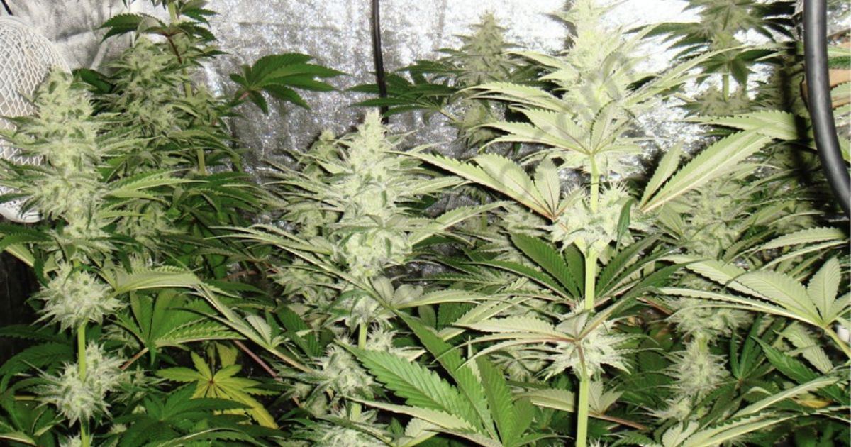 buds flowering