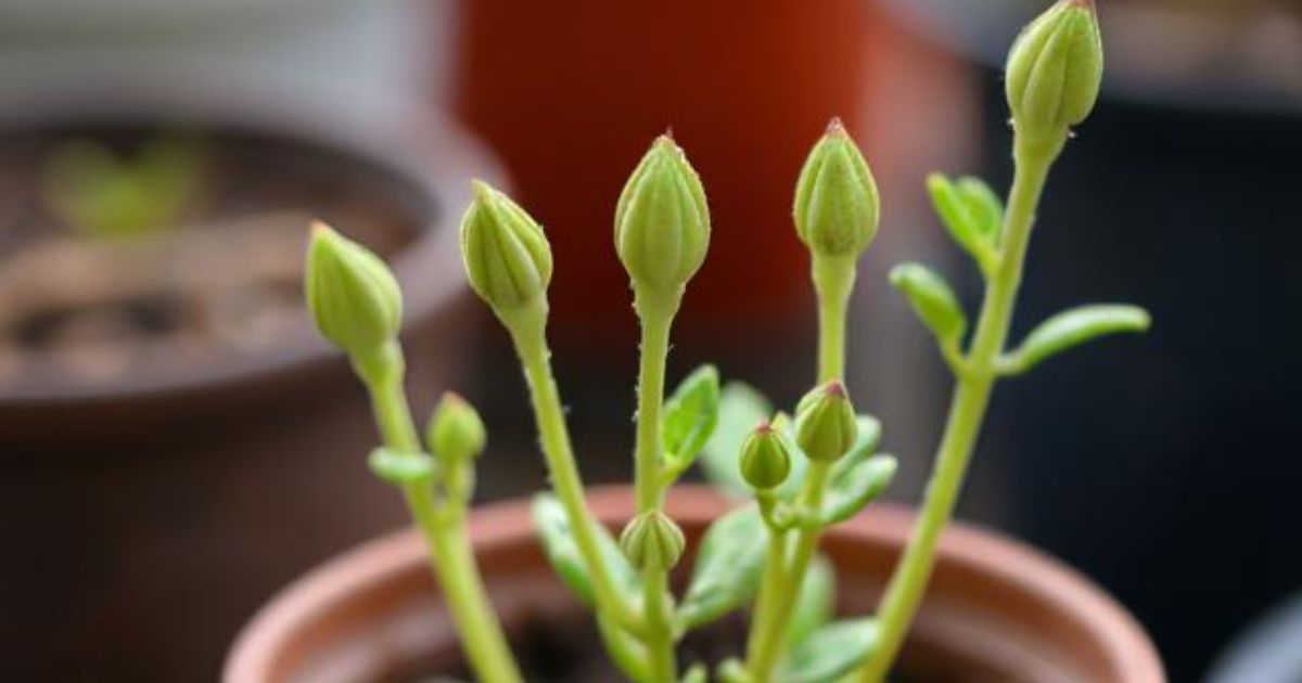 buds flowering