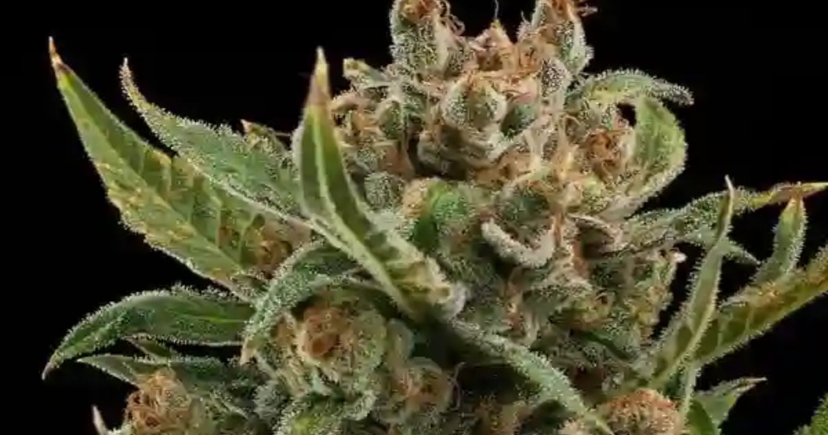 royal queen seeds