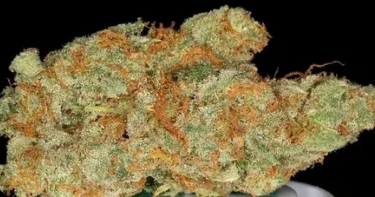 ak47 strain