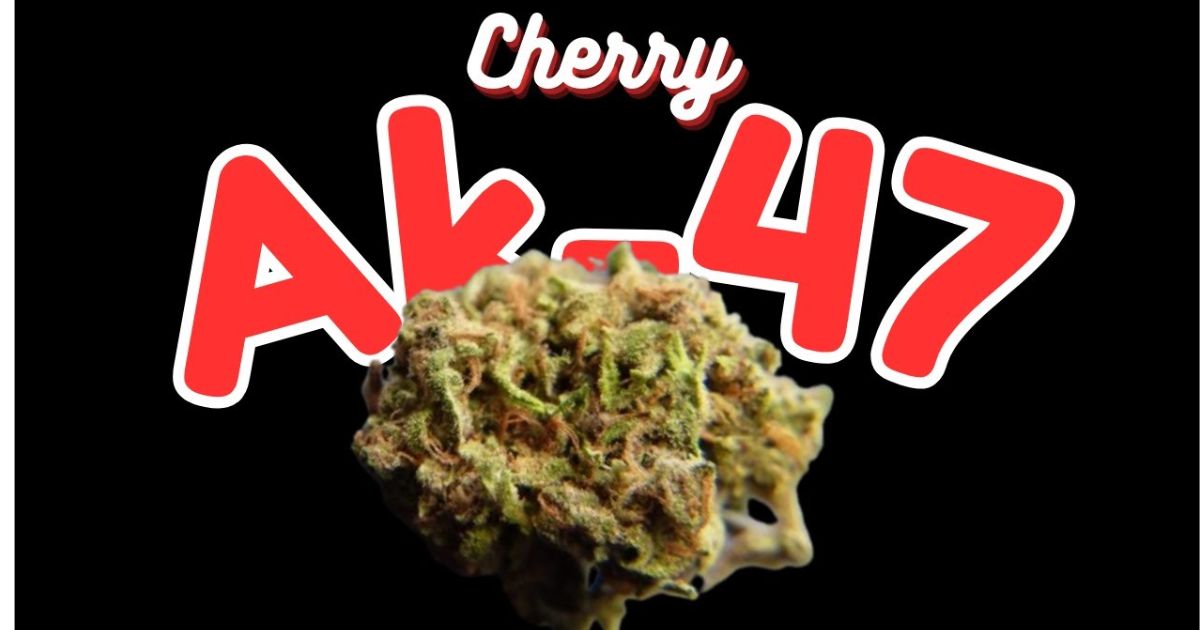 ak47 strain