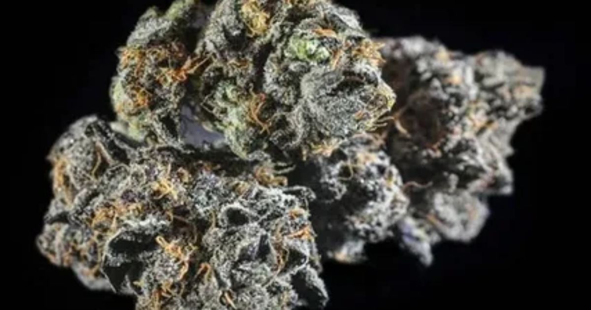 candyland strain