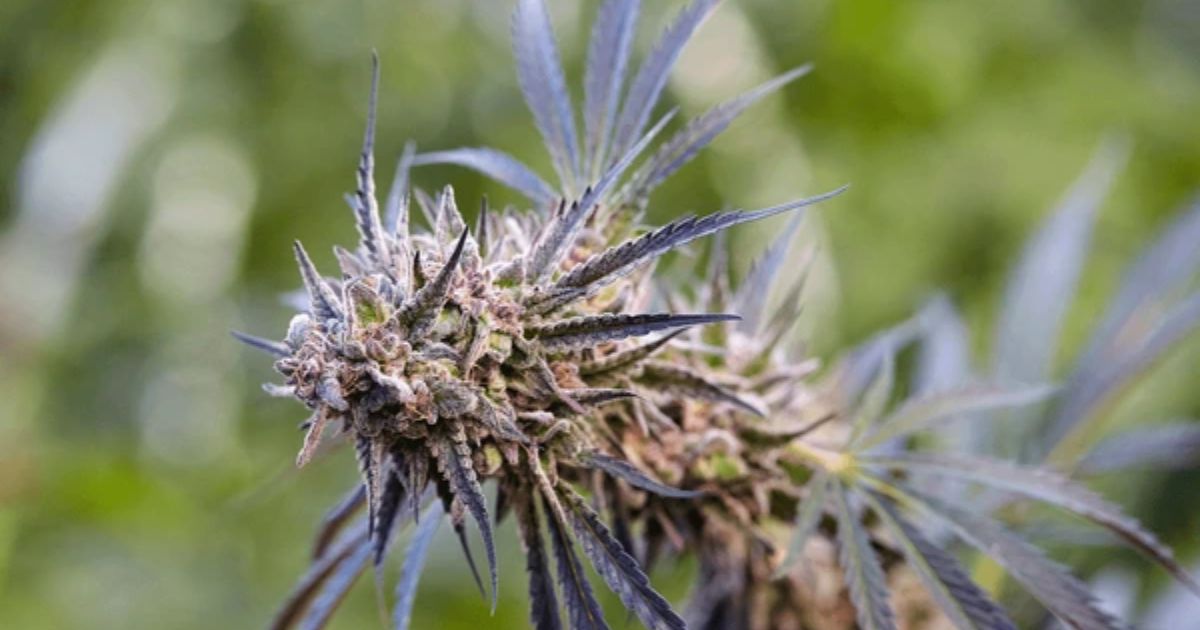 candyland strain