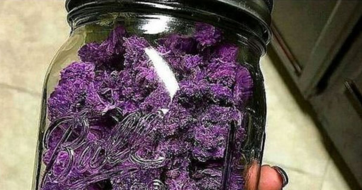purple on weed