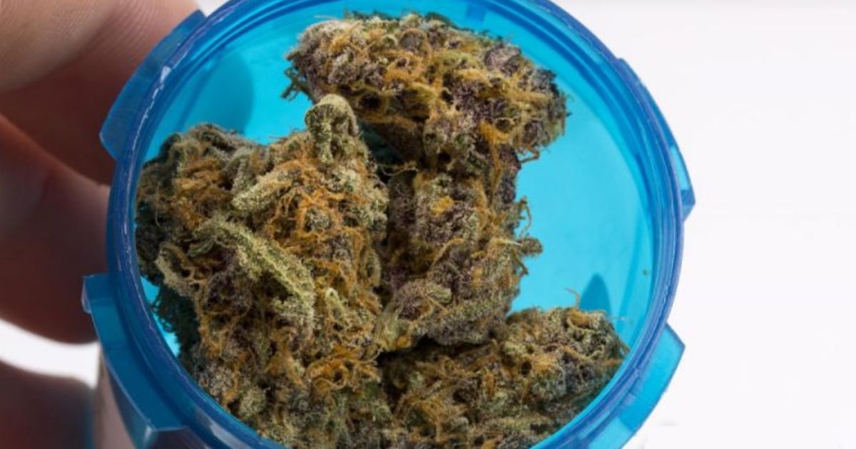 candyland strain
