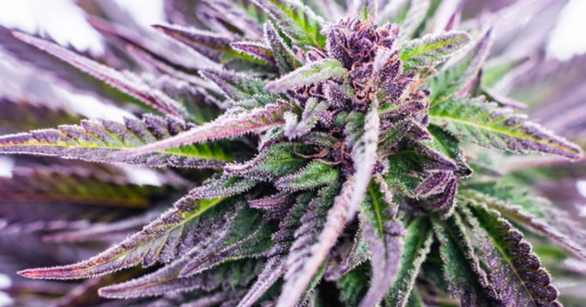 purple on weed