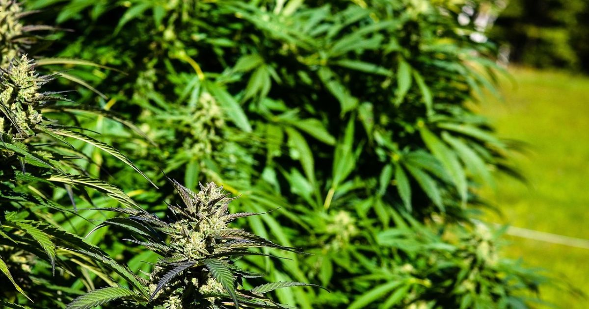 growing weed outdoors