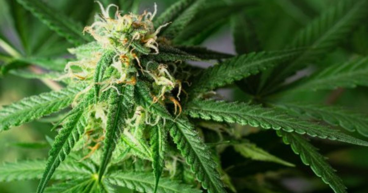buds flowering