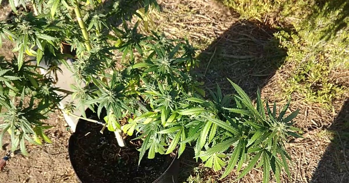 growing weed outdoors