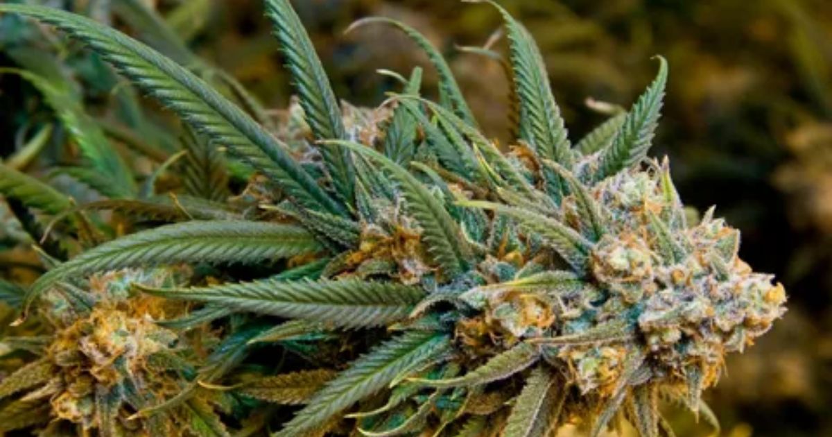 buds flowering