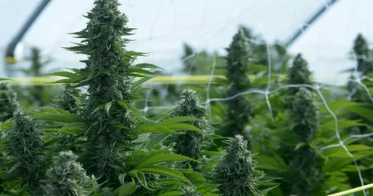growing weed outdoors