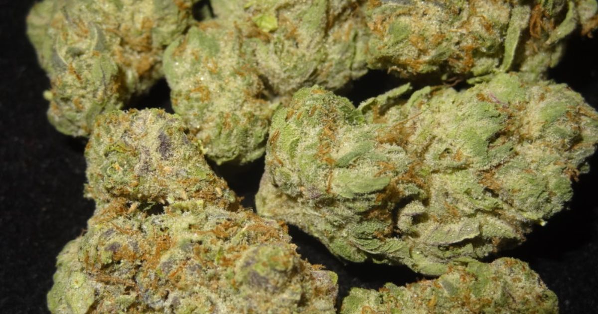 cookies strain