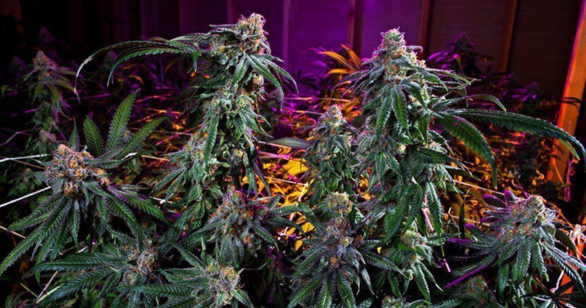 grand daddy purple
