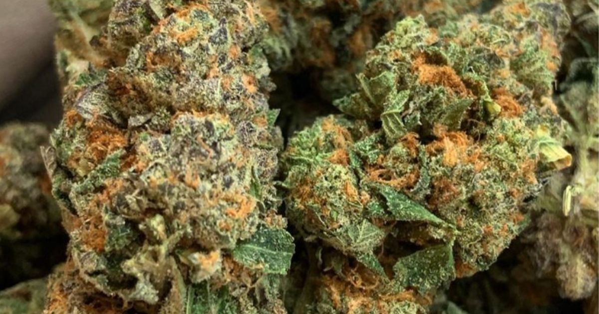 cookies strain