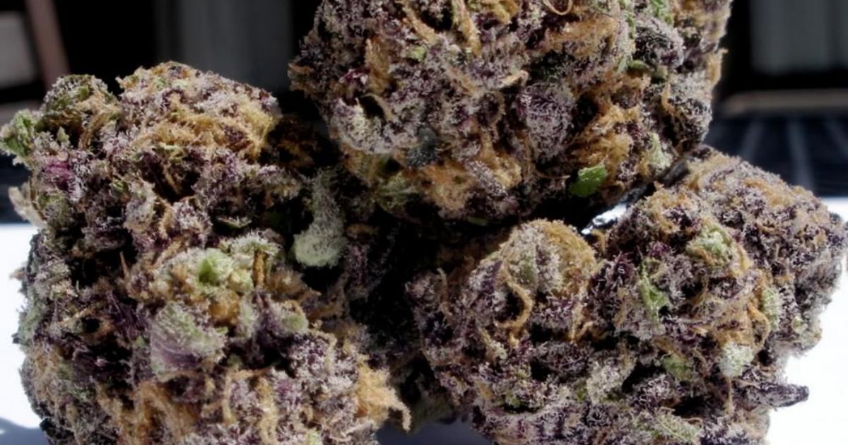 grand daddy purple