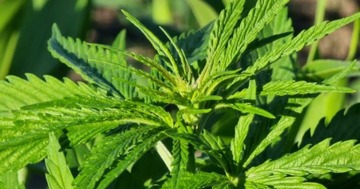 cannabis leaf pics