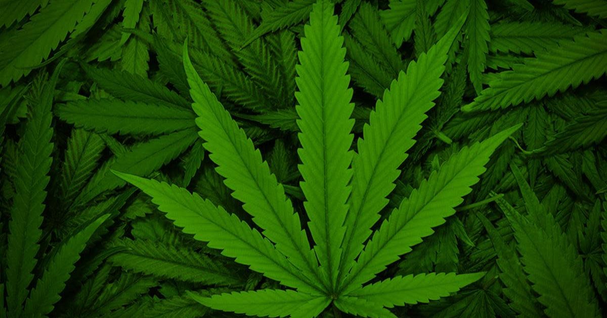 cannabis leaf pics