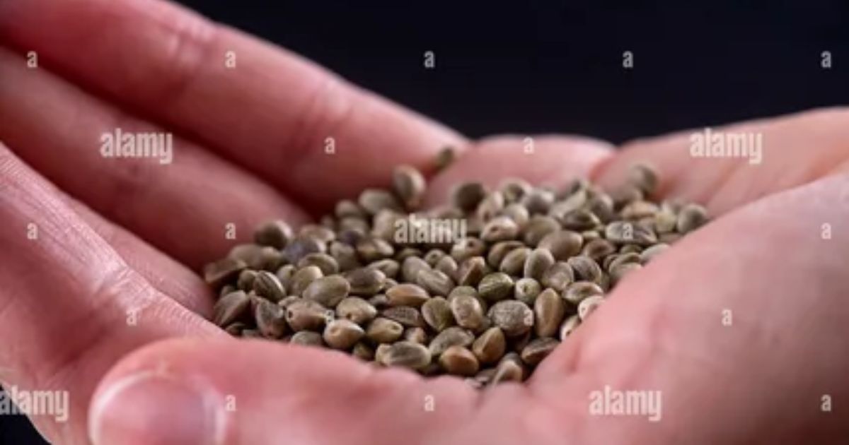 best cannabis seeds
