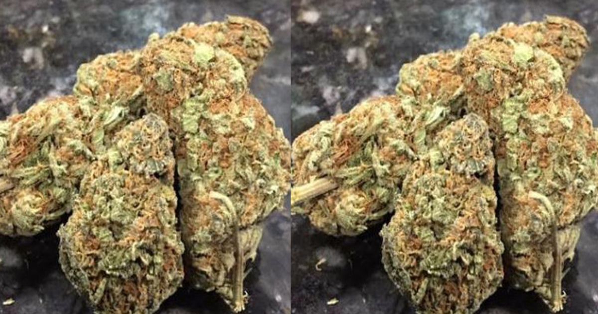 sfv og strain