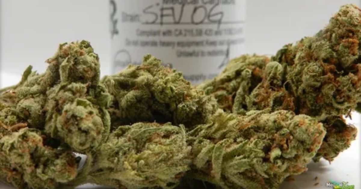 sfv og strain