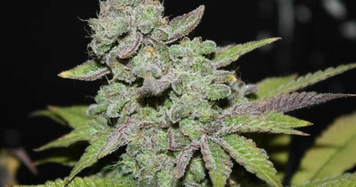 afgoo strain