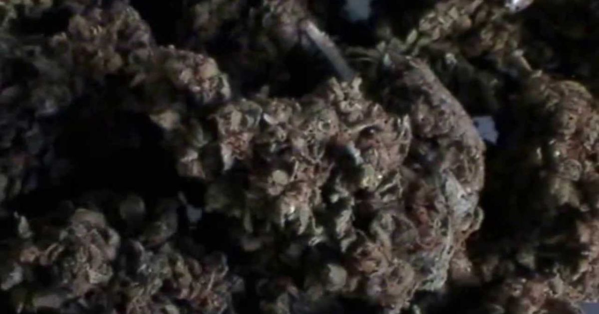 black jack strain