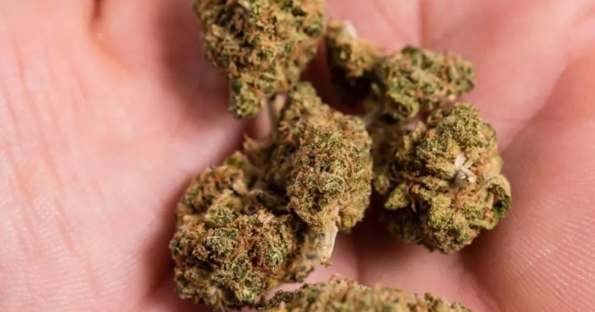 black jack strain