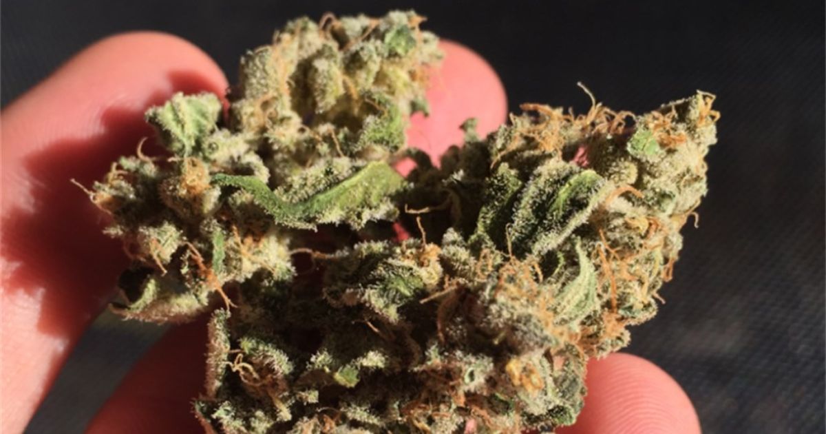 sour apple strain