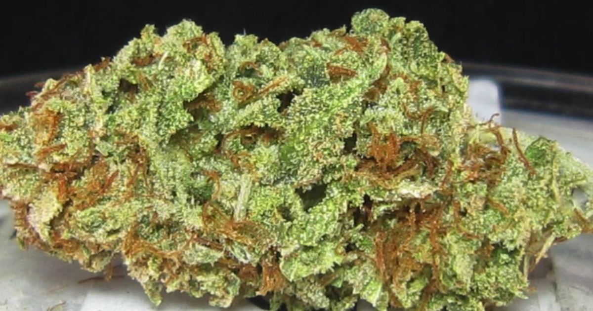 sour apple strain