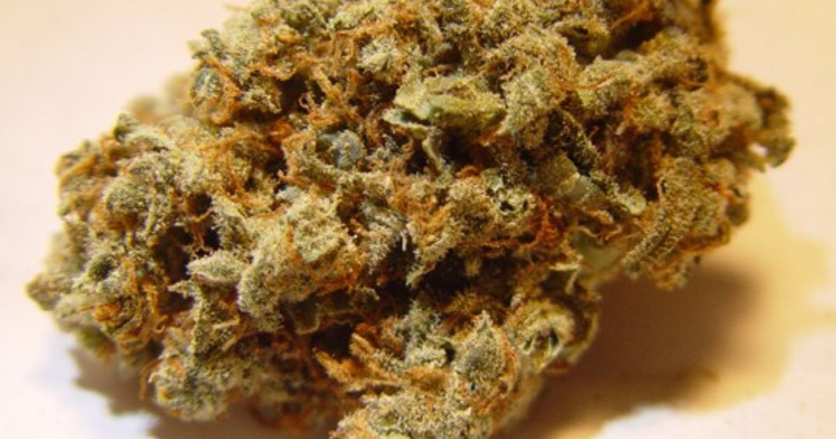 apple jack strain