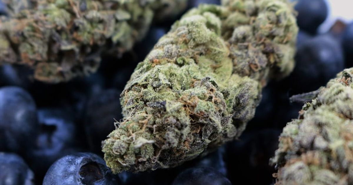 blueberry strain