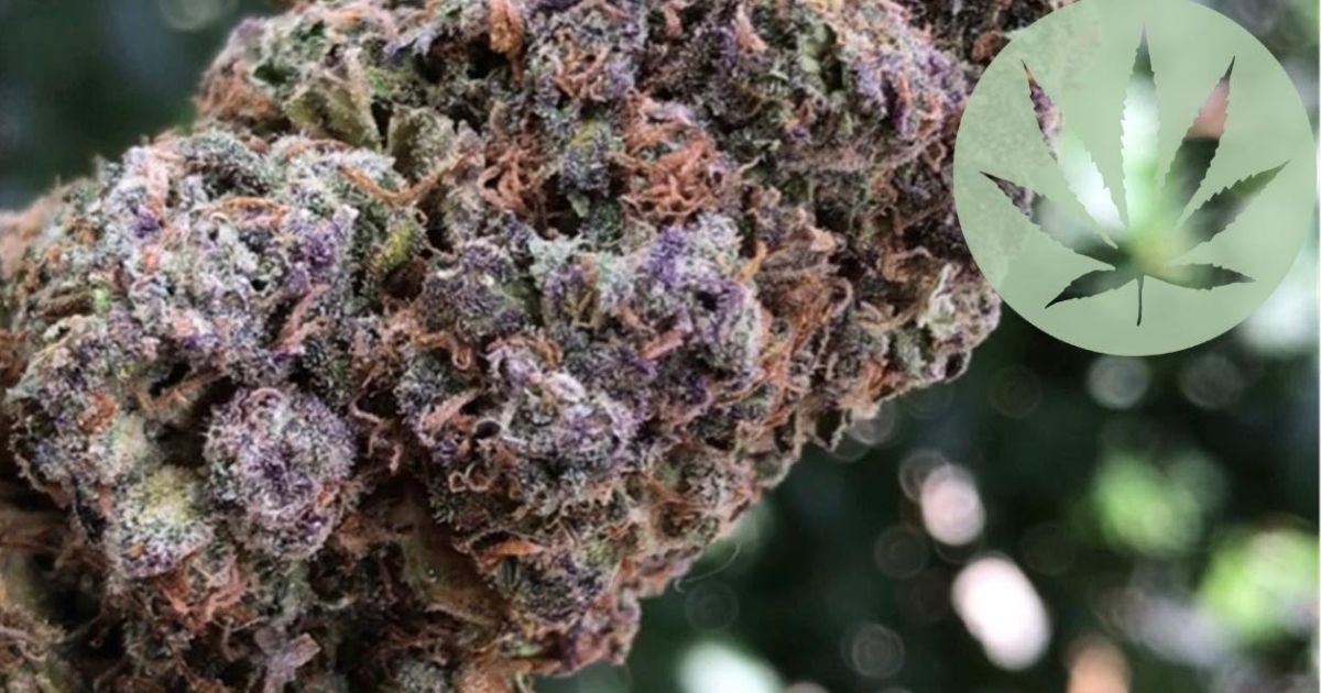 blueberry strain