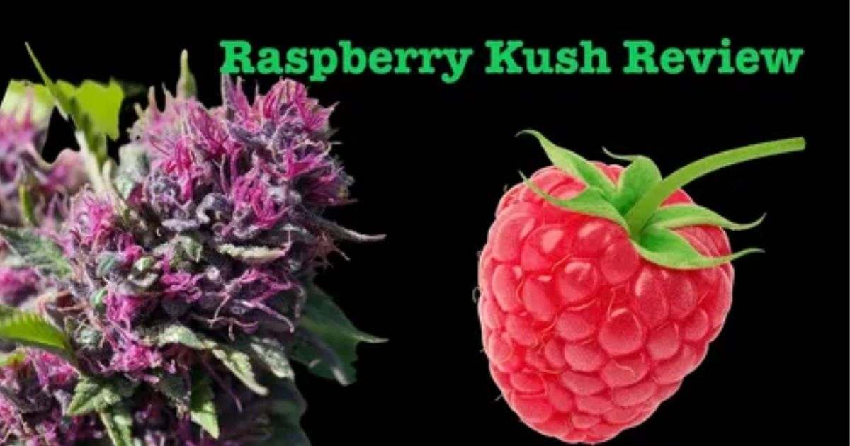 raspberry parfait strain