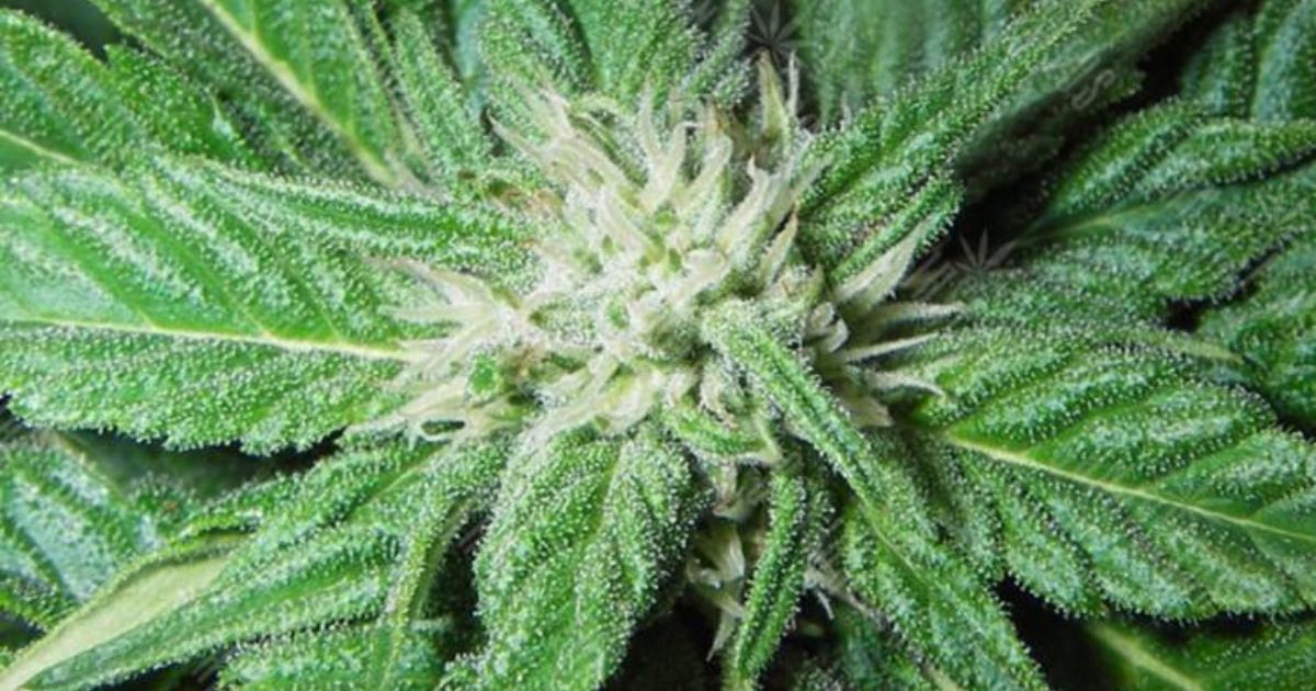 raspberry parfait strain