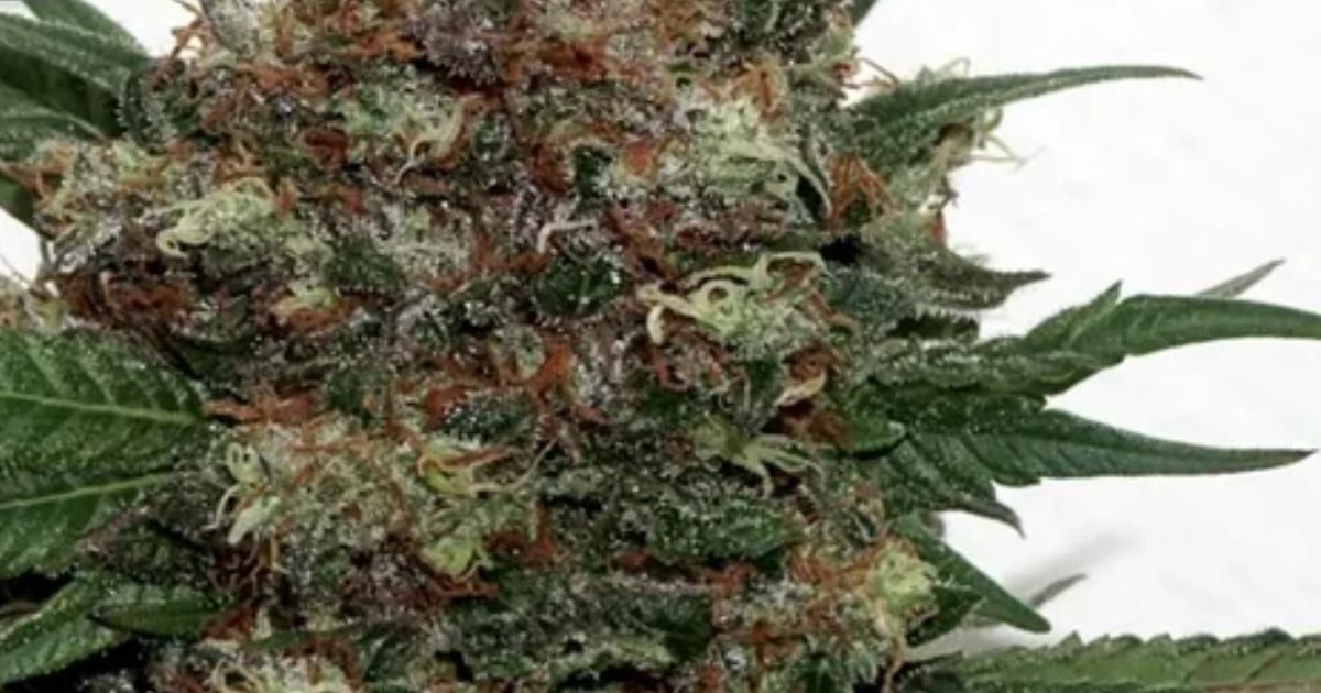 master kush strain