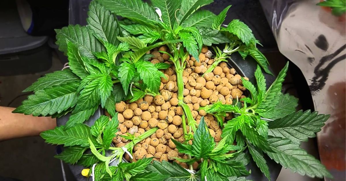 crop king seeds