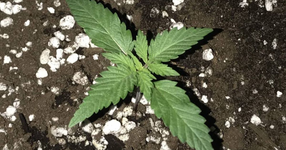 crop king seeds