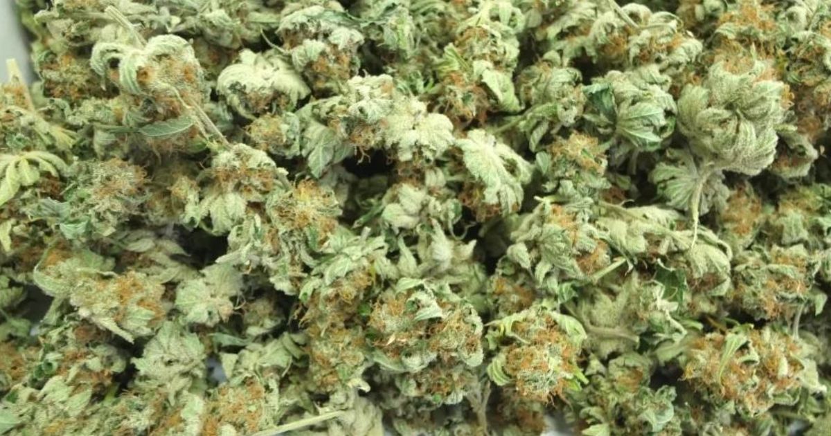 master kush strain