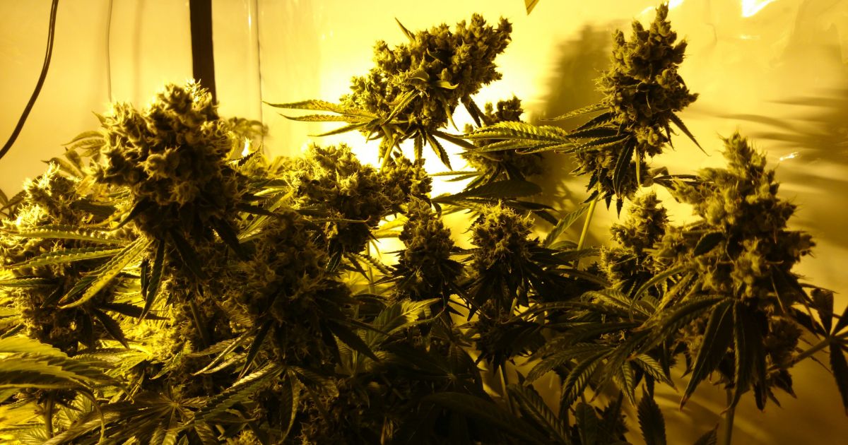 critical kush strain