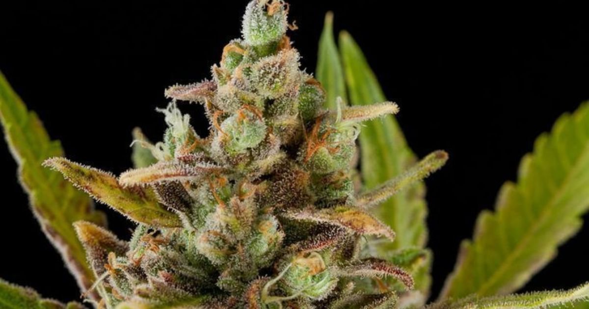 critical kush strain