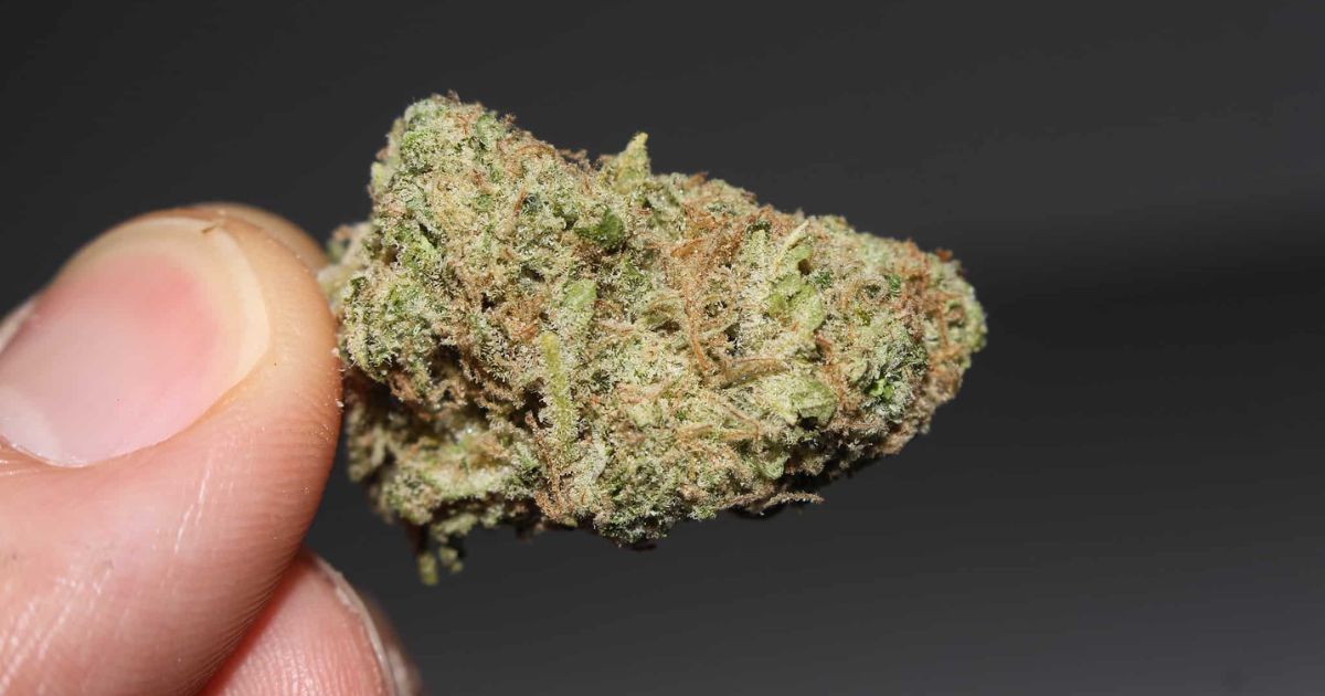 critical kush strain