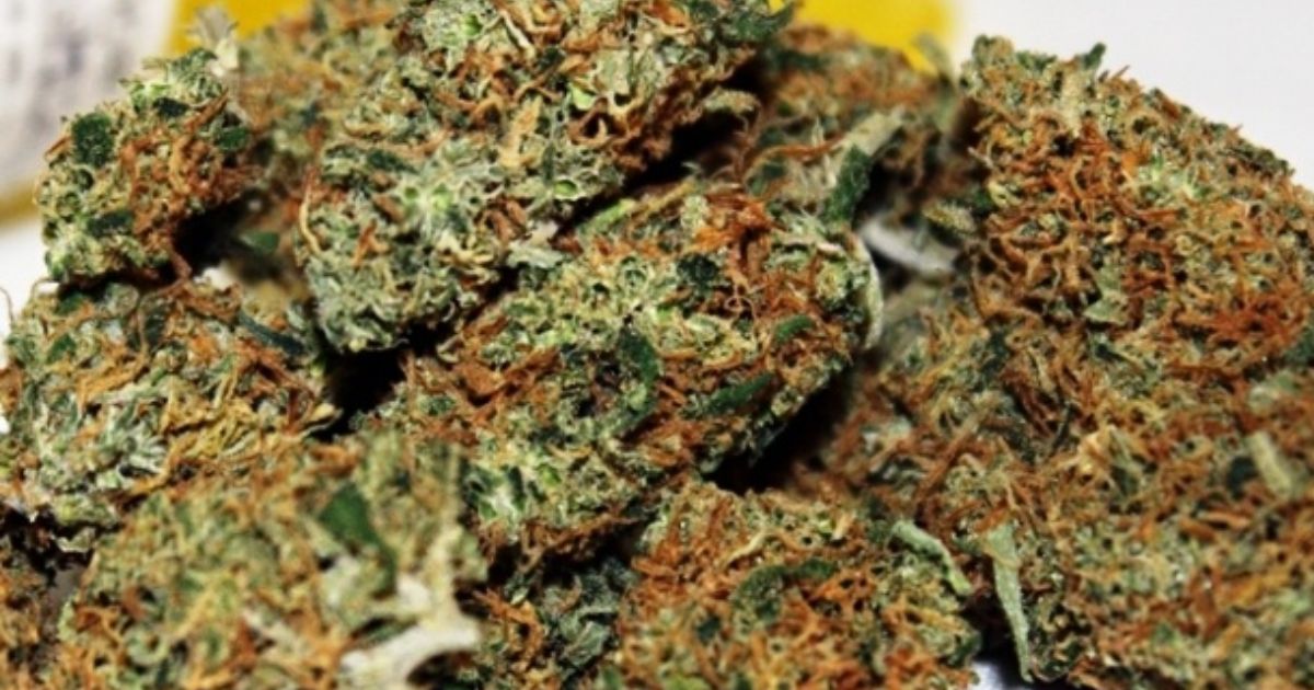 harlequin strain