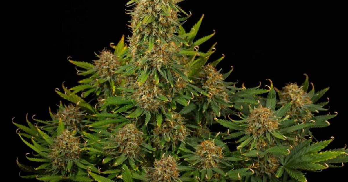 bruce banner strain