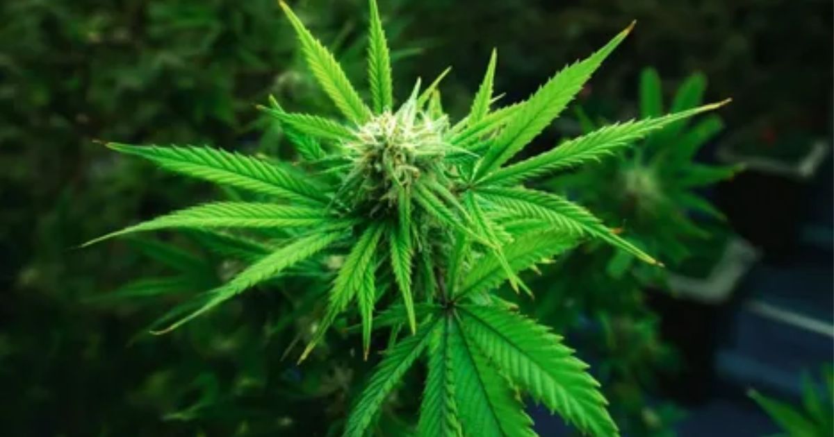 kush plant