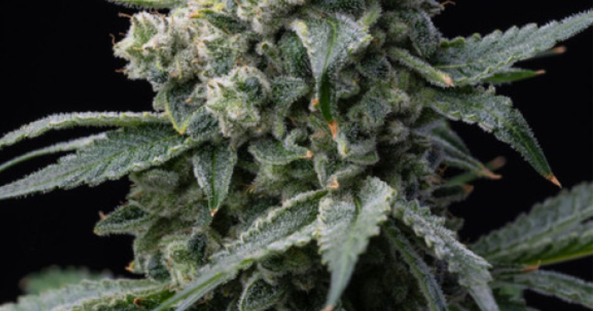 bruce banner strain
