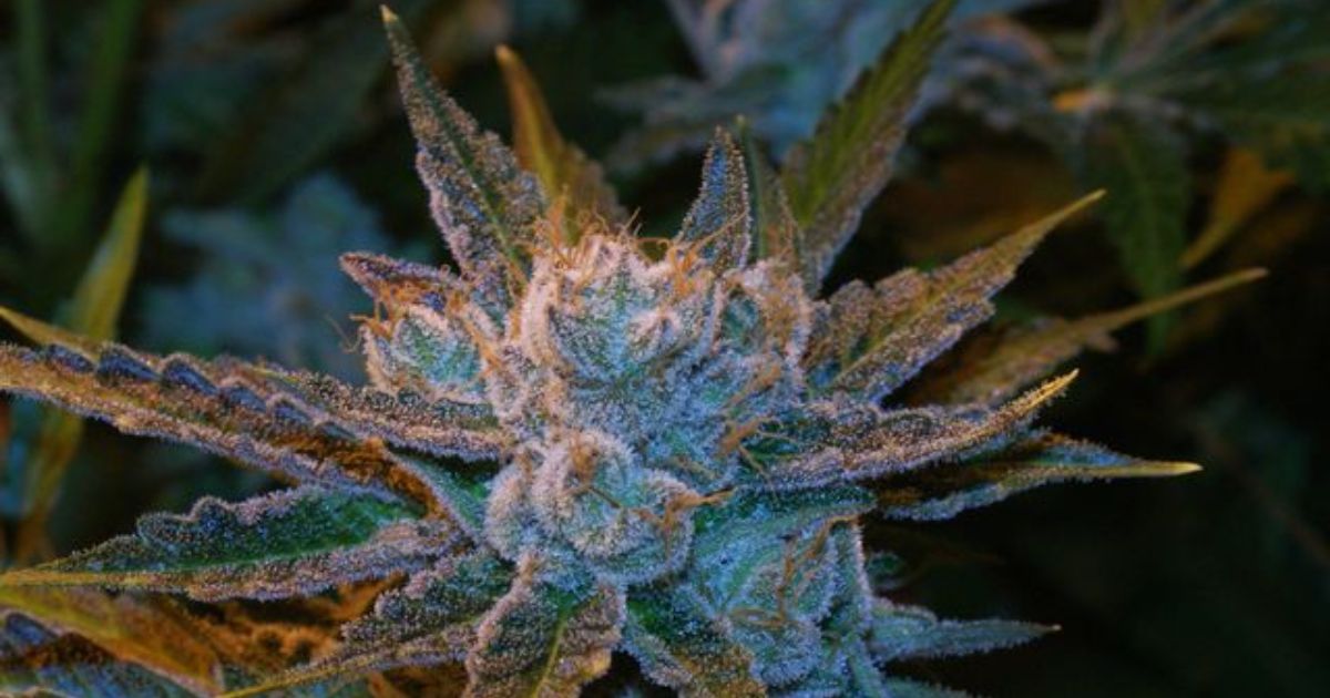 bruce banner strain
