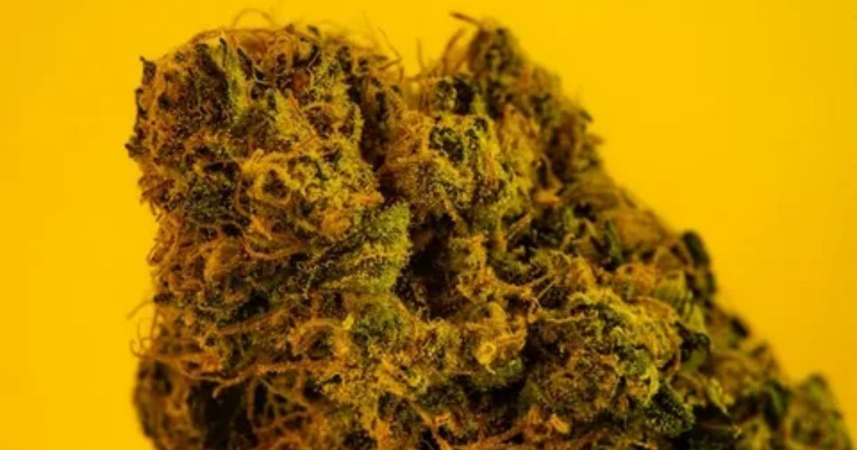 pink rozay strain