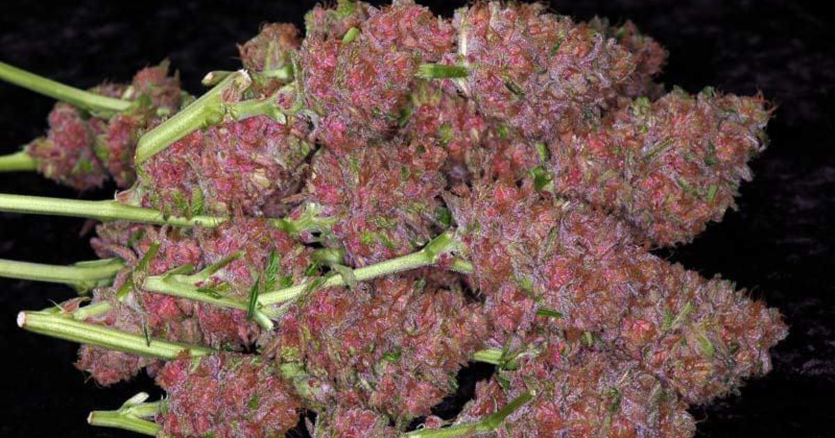 pink rozay strain