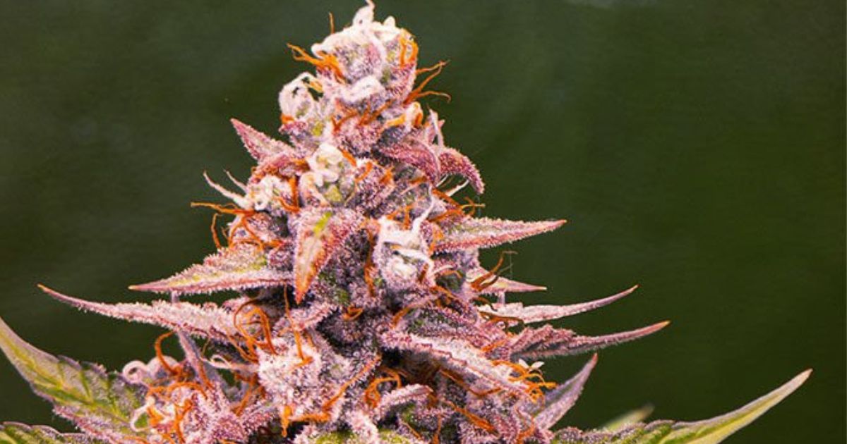pink rozay strain